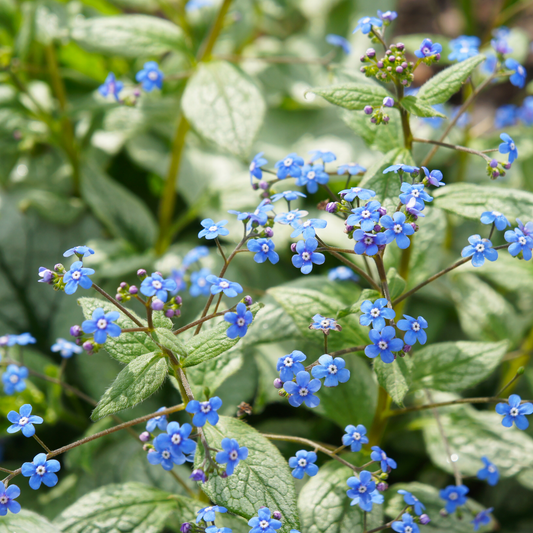 jack of diamonds Siberian bugloss blue flowers growing on stems amongst geenery