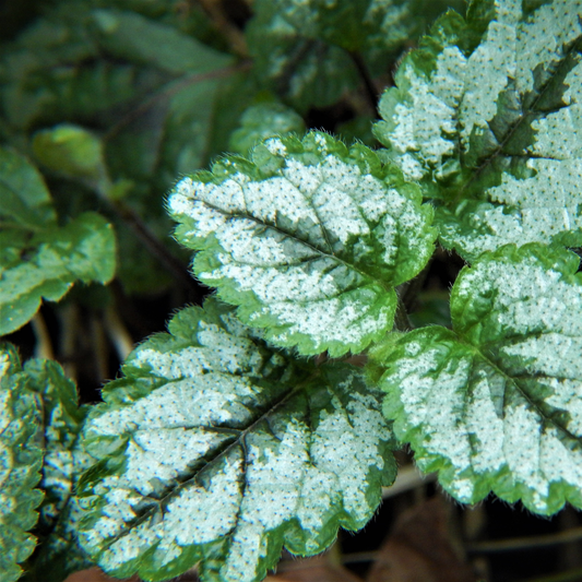an over head shot oh the green and silvery leaves of a jade frost yellow archangel plant surrounded by others in an outdoor setting