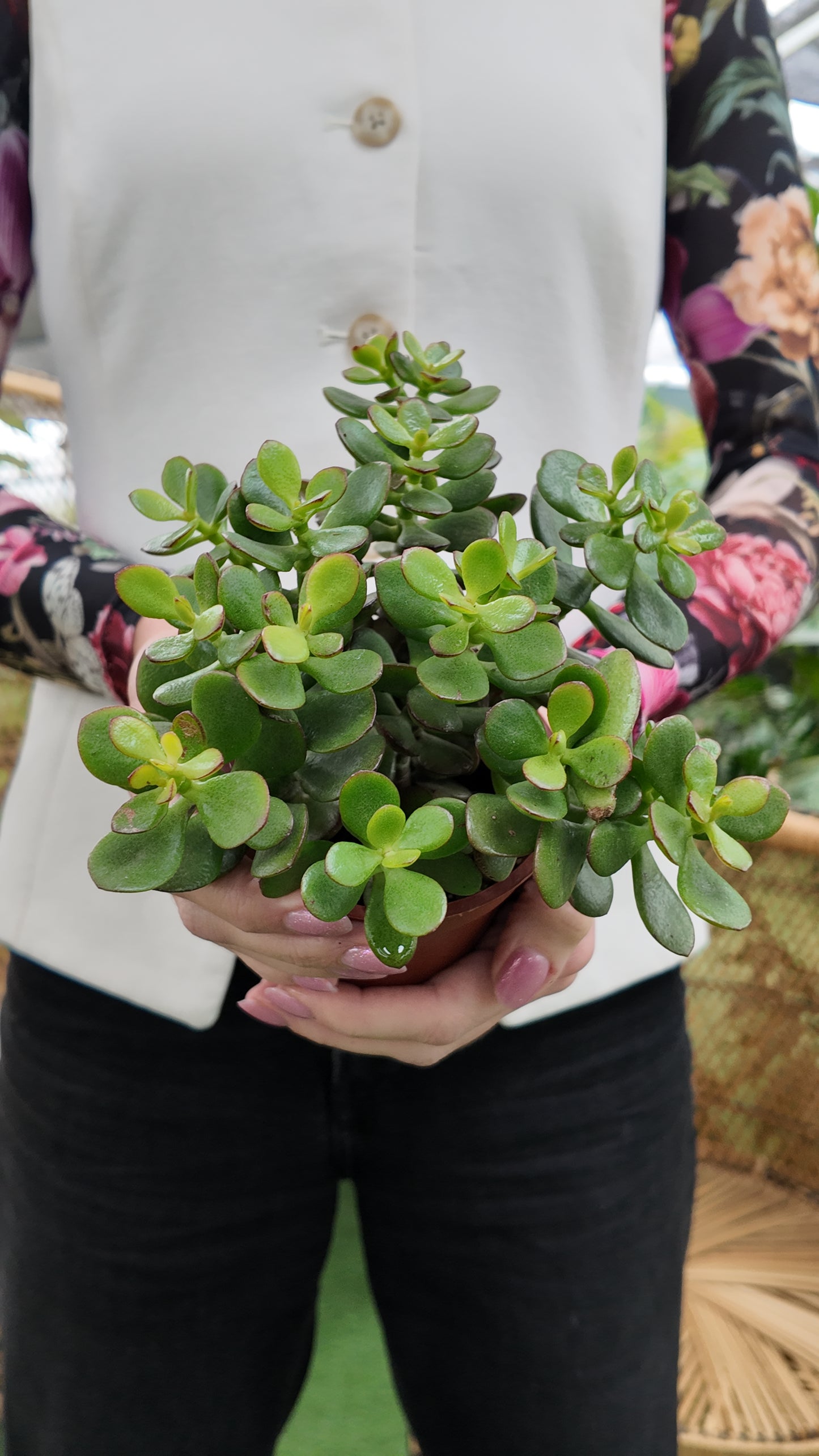 Person holding a small potted jade crassula  plant with a blurred background