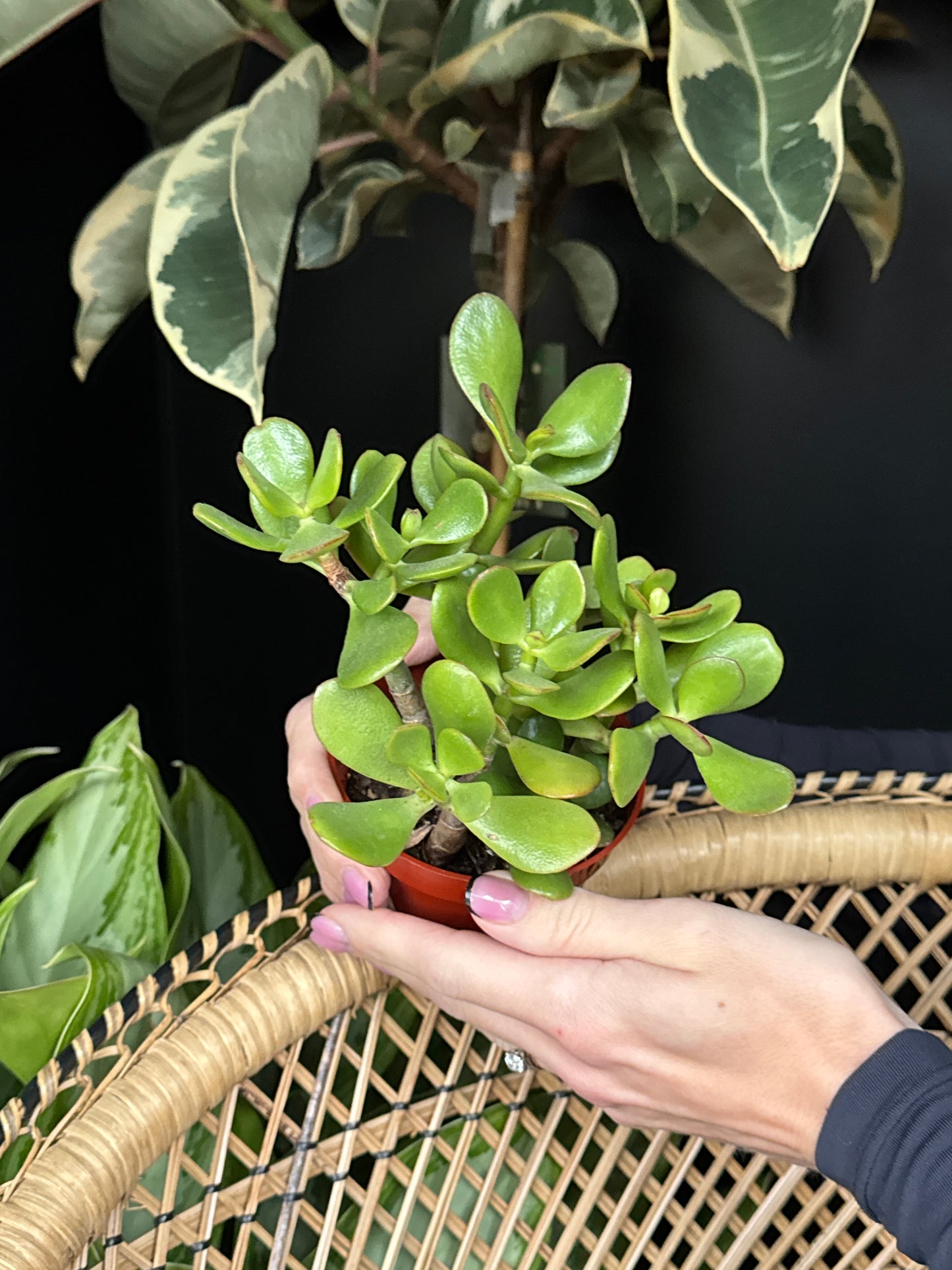 Person holding a small potted jade plant with plump green leaves, surrounded by other plants.