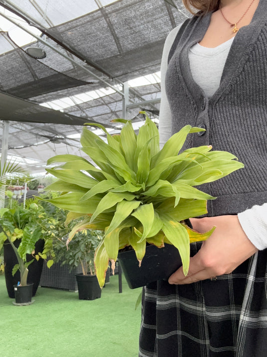 Person holding a green Janet Craig plant with a blurred background