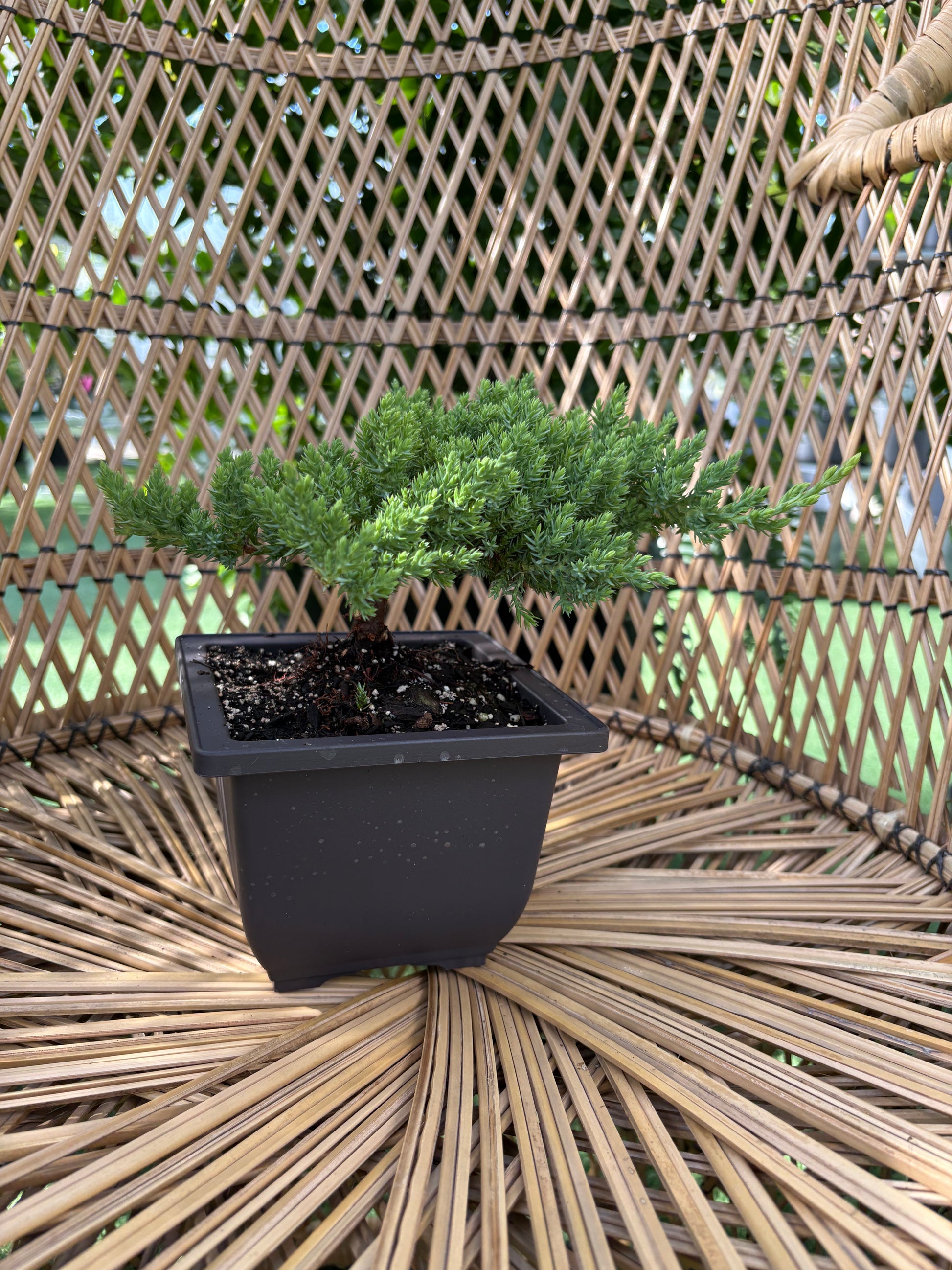 Small potted Japanese Bonsai Juniper plant on a wicker chair