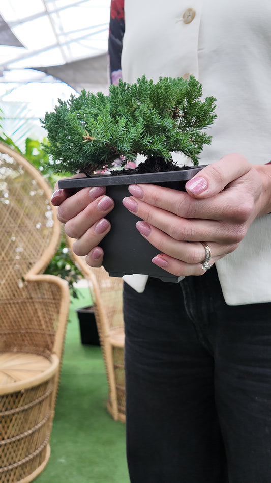 Person holding a small potted Japanese Bonsai Juniper plant in an indoor setting with blurred background