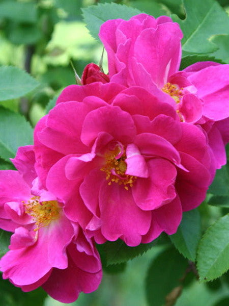 John Cabot Explorer Rose (rose)