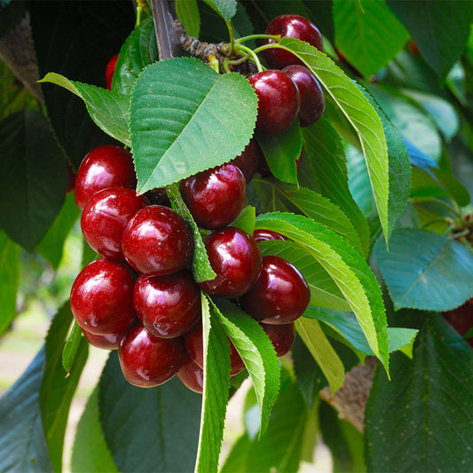 Romeo Cherry