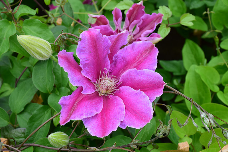 Dr. Ruppel Clematis (Bi-Colour)