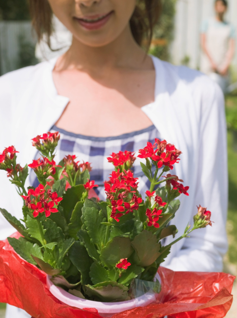 Person holding a potted plant Kalanchoe - Red & White, with red flowers outdoors