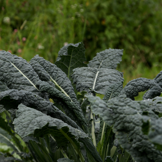 dark green leafy black dinosaur kale in an outdoor garden setting