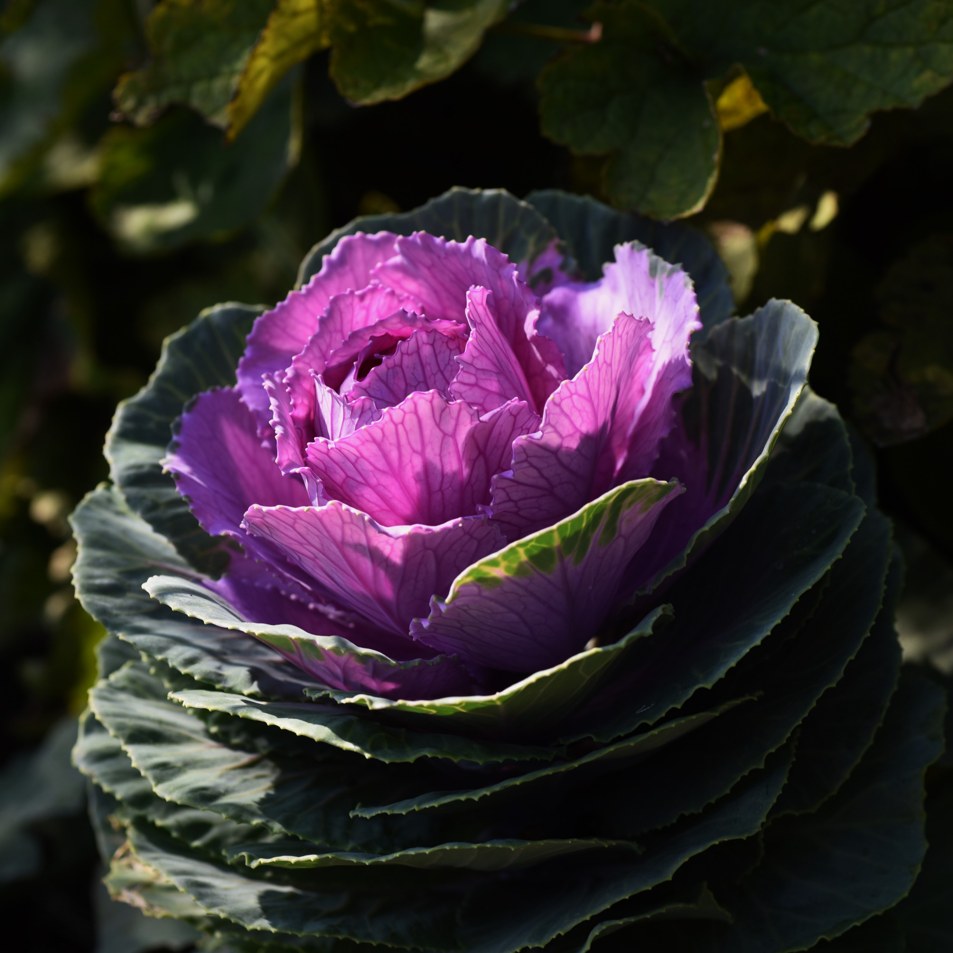 a close up of a bright purple and green leafy kamome bright red flowering kale plant in an outdoor garden setting