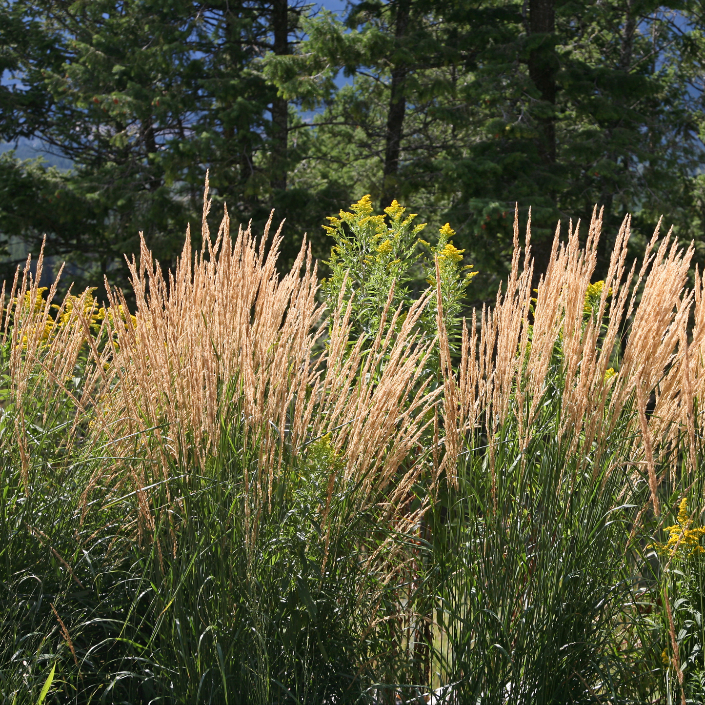 karl Förster feather green grass with green stems an a wheat like top in an outdoor setting surrounded by nature