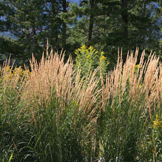 karl Förster feather green grass with green stems an a wheat like top in an outdoor setting surrounded by nature