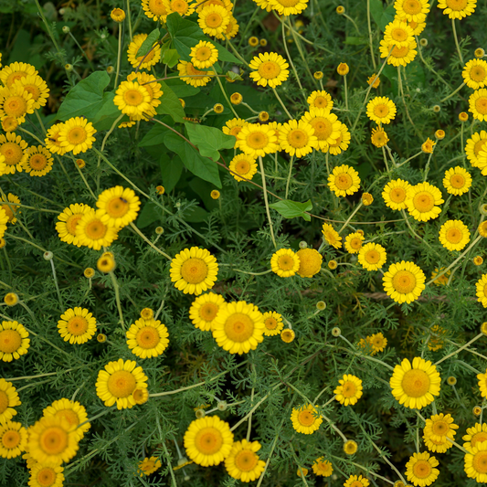 an over head shot with bright yellow kelwayi marguerite daisies with darker lace centres surrounded by greenery