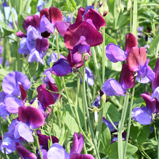 Purple and magenta knee high mix sweet pea flowers with green stems and leaves in a garden setting.