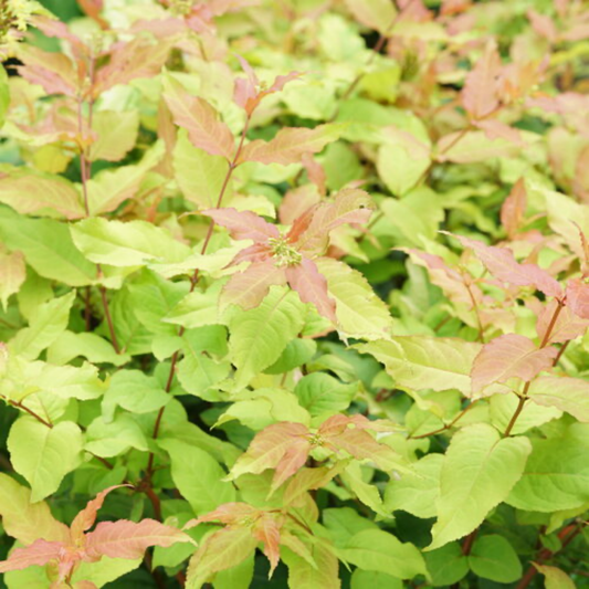 a close up of many bright green and orange leaves of a kodiak fresh honeysuckle shrub with red stems in an outdoor setting