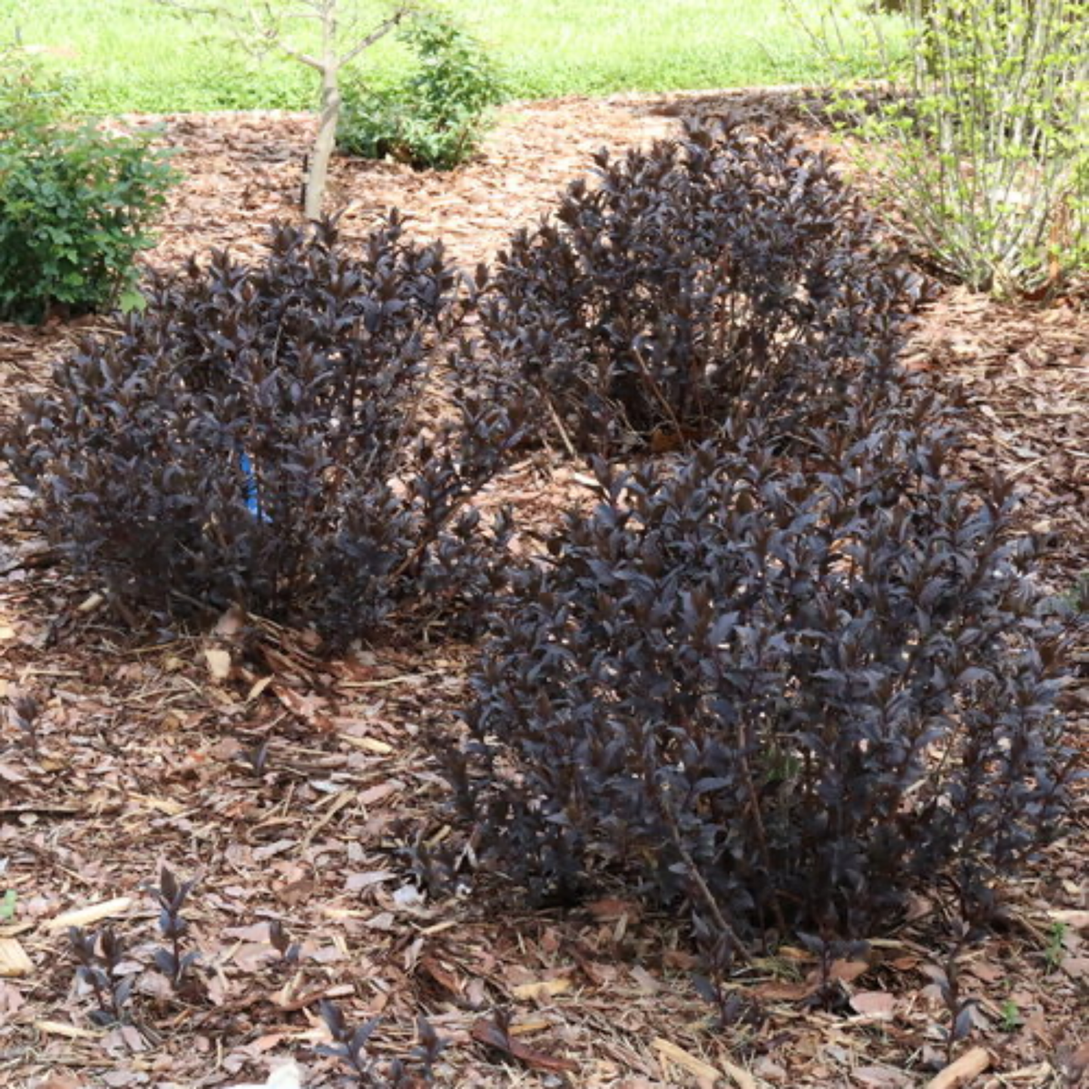 three kodiak jet black shrubs with dark foliage planted in an outdoor garden setting