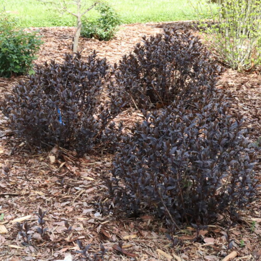 three kodiak jet black shrubs with dark foliage planted in an outdoor garden setting