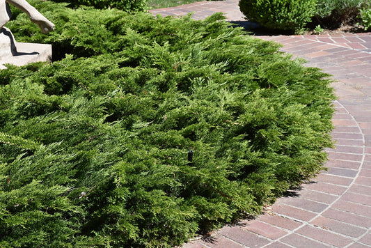 Calgary Carpet® Juniper