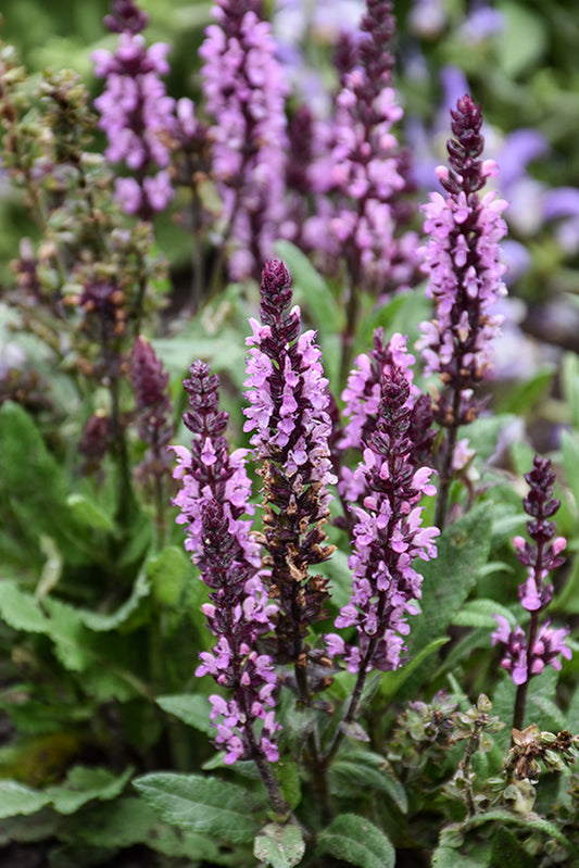 Spring King Mini Rose Salvia