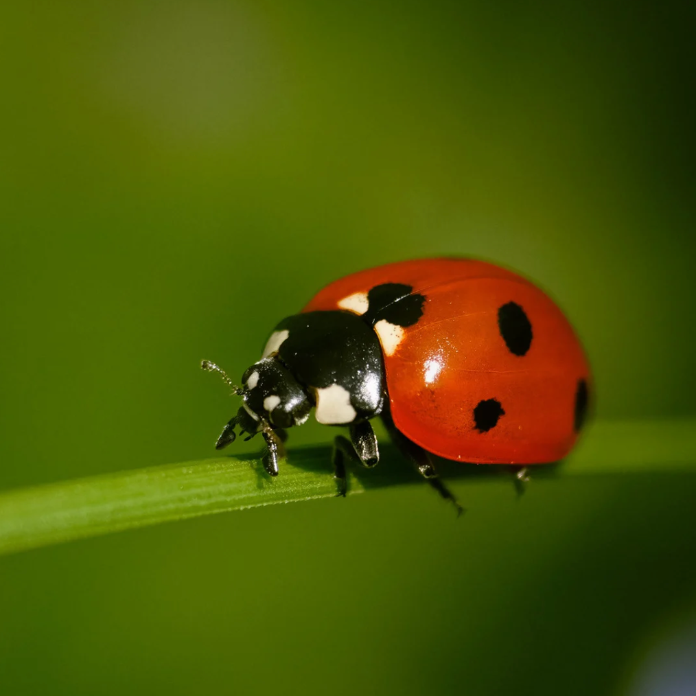 Red ladybug with black spots on a green leaf