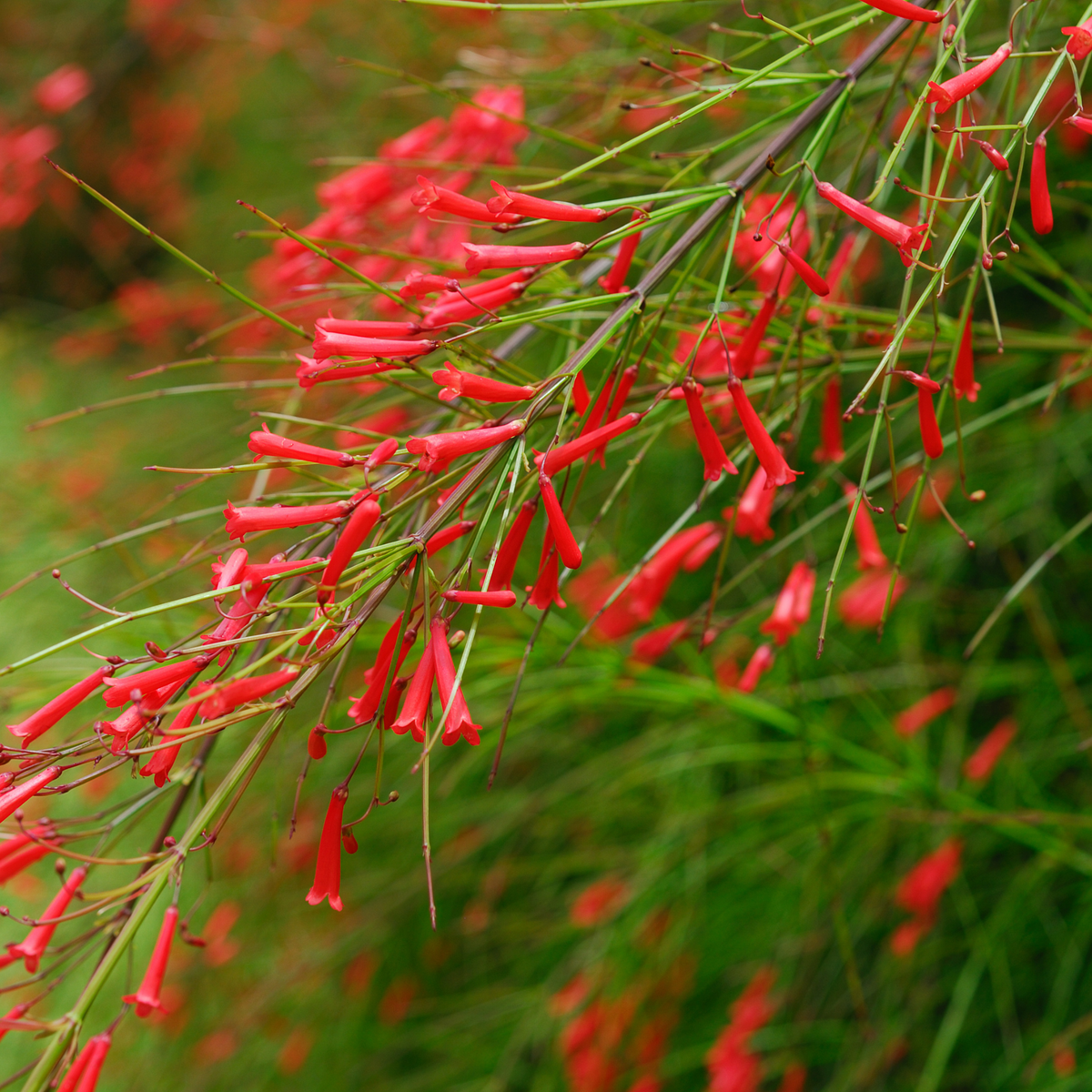 Close-up of a flowering large firecracker plant with many slender green stems tipped in bright red tubular flowers, photographed outdoors against a blurred green background.