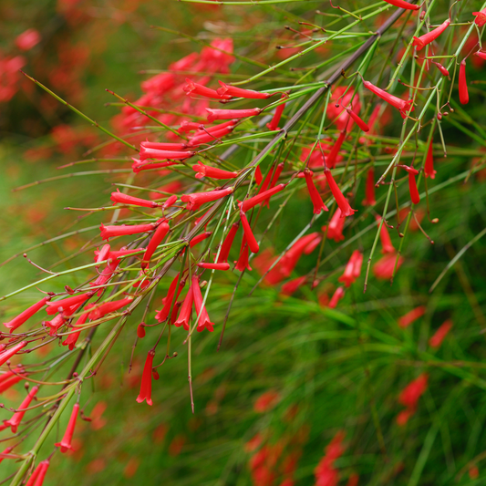 Close-up of a flowering large firecracker plant with many slender green stems tipped in bright red tubular flowers, photographed outdoors against a blurred green background.