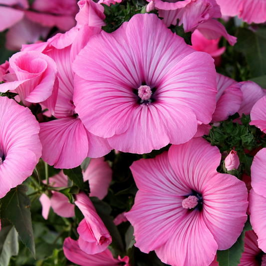 a close up of bright pink lavatory flowers with pink centres and lighter streaks on the petals surrounded by greenery in an outdoor setting
