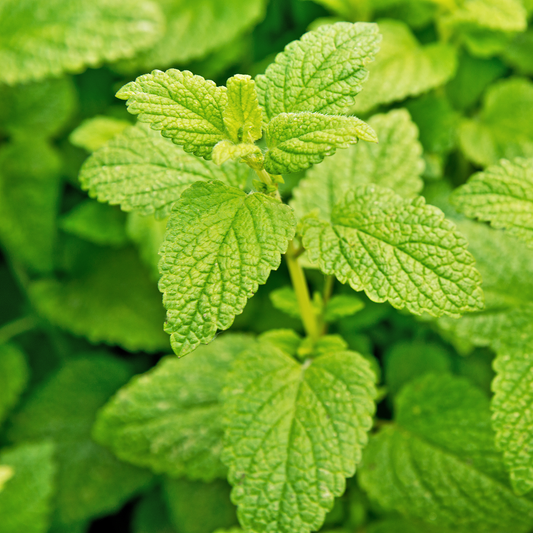 Close-up of a leafy green lemon balm herb plant with textured, crinkled oval leaves growing densely.