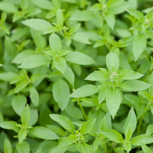the screen is full of many stocks of lemon basil with bright green pointed leaves