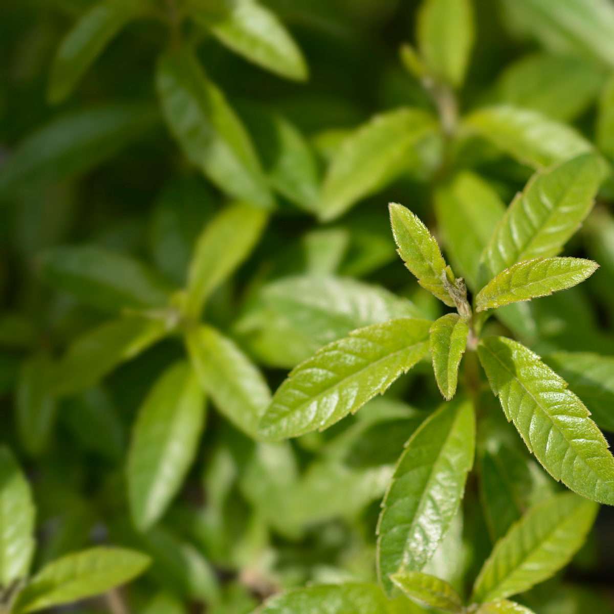 a close up of the bright green leaves of a lemon verbena plant surrounded by many more in a blurred green background