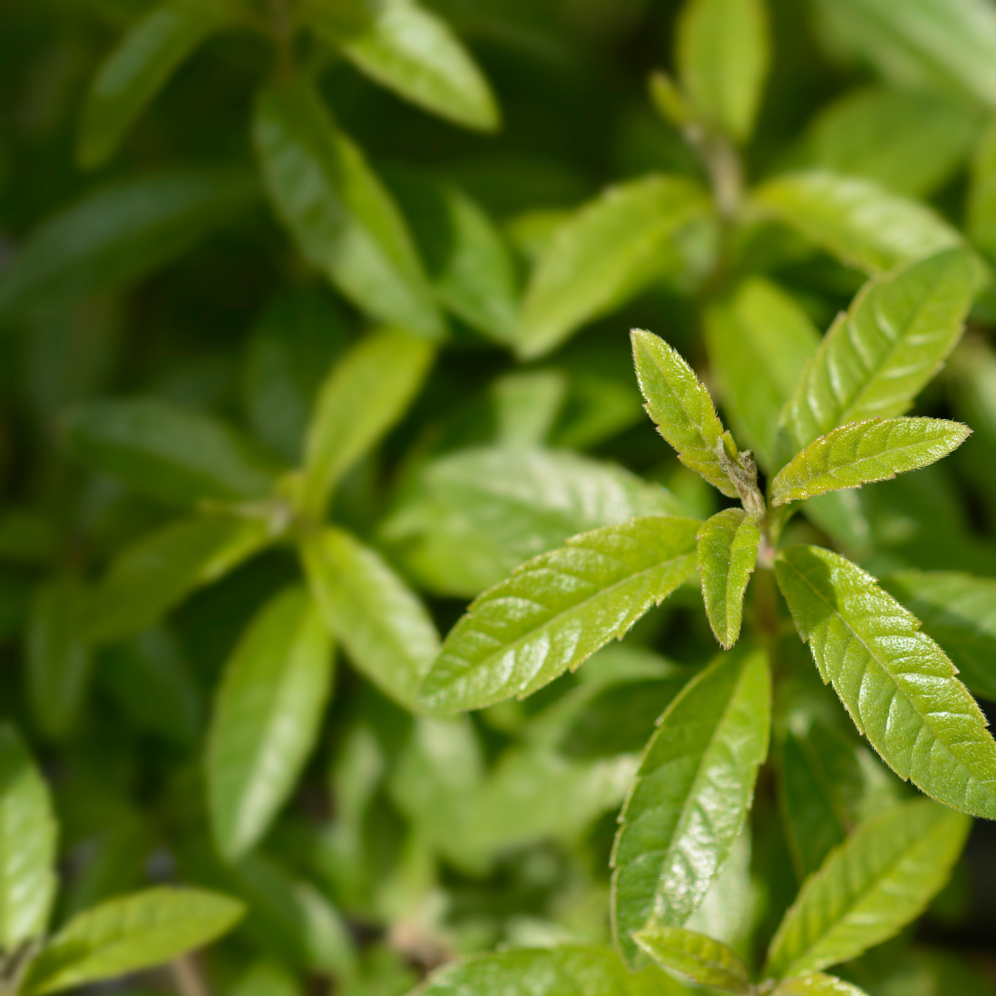 a close up of the bright green leaves of a lemon verbena plant surrounded by many more in a blurred green background