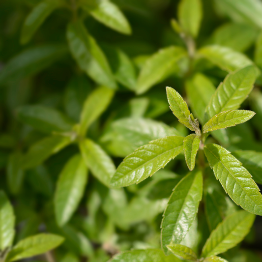 a close up of the bright green leaves of a lemon verbena plant surrounded by many more in a blurred green background