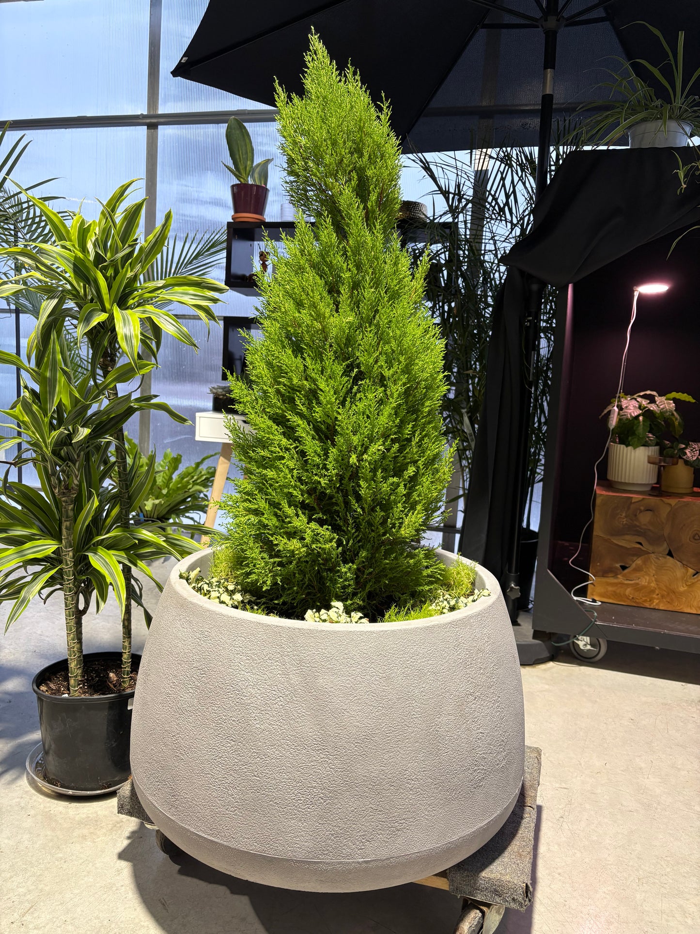 Potted Lemon Cypres plant in a large planter In a greenhouse setting surrounded by other plants