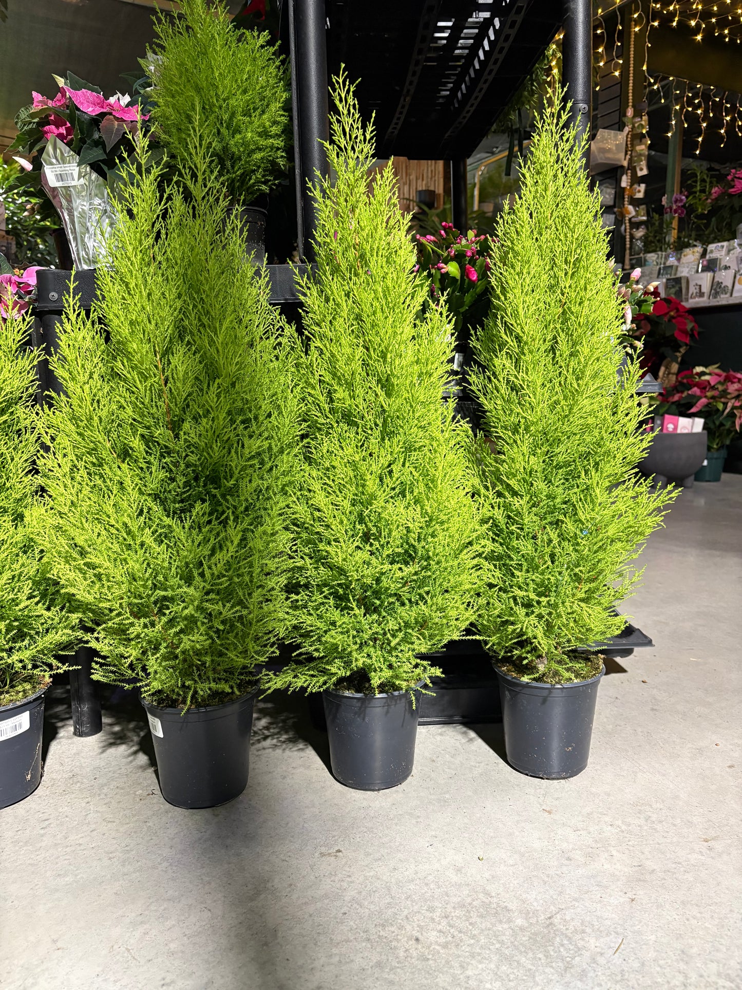 Row of green potted Lemon Cypress plants in black pots on a concrete floor.