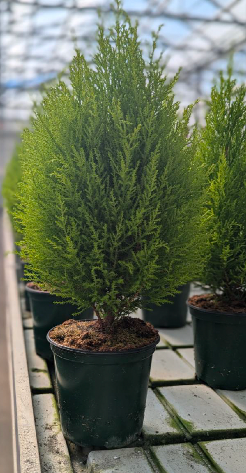 Row of potted Lemon Cypress plants on a gray floor with a blurred background