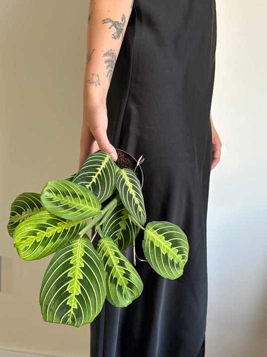 Person holding a green and yellow leafed Lemon Prayer plant in a black dress against a plain background