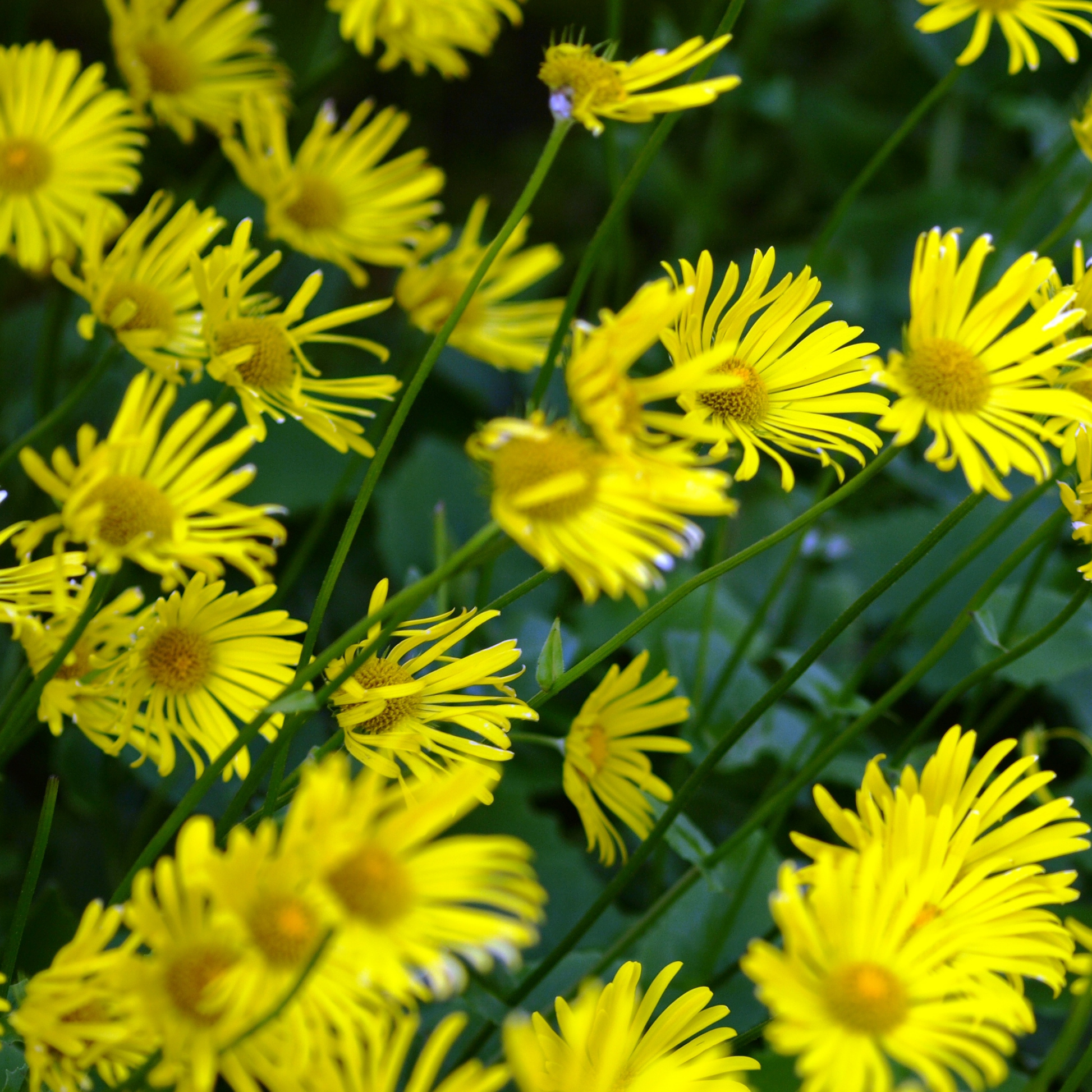 bright yellow Leonardo compact leopard bane flowers surrounded by greenery