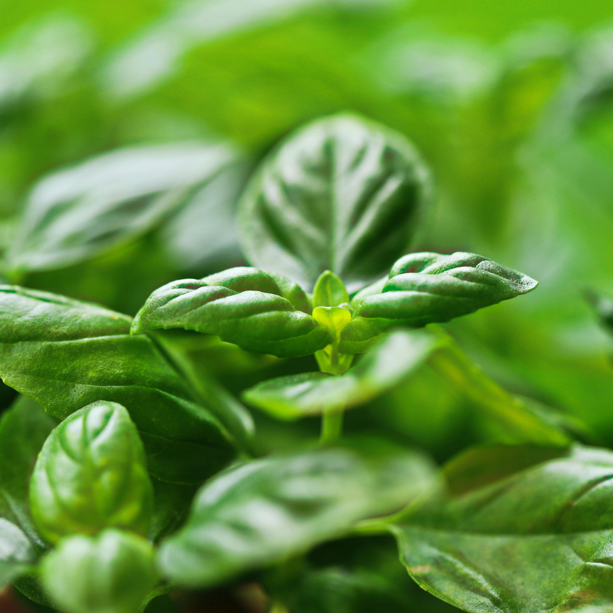 Close-up of fresh green lettuce leaf basil leaves with a blurred green background