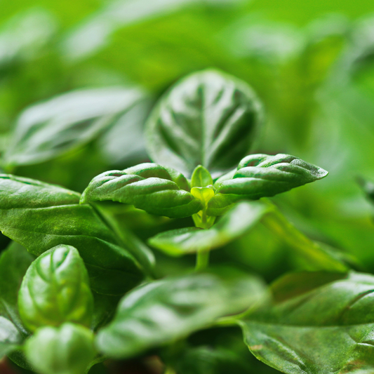 Close-up of fresh green lettuce leaf basil leaves with a blurred green background