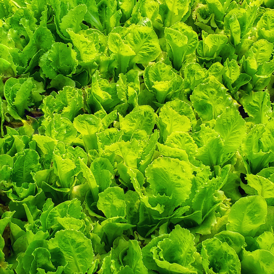 Close-up of fresh green buttercrunch lettuce leaves growing densely in a field or garden.