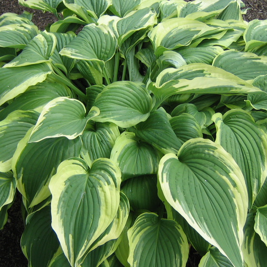 bright green leaves with lighter yellowish edges of a liberty hosta outdoor plant