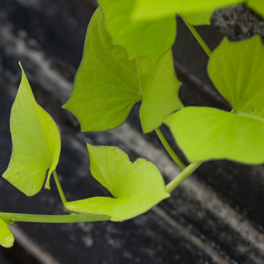 a close up of a bright green lime heart sweet potato vine with arrow shaped leaves