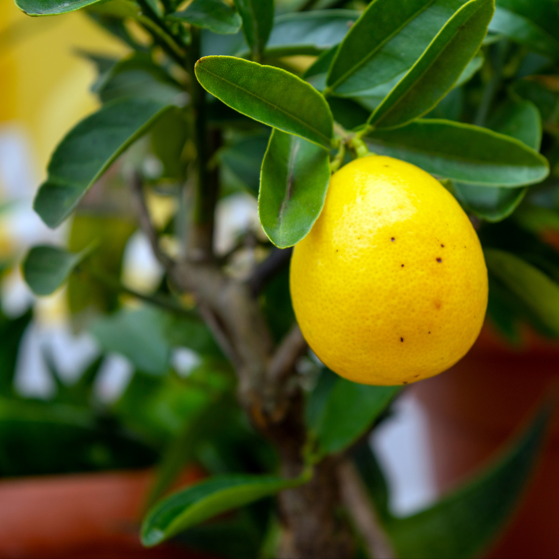 a close up of a bright yellow limequat citrus fruit growing on a leafy tree with a blurred background
