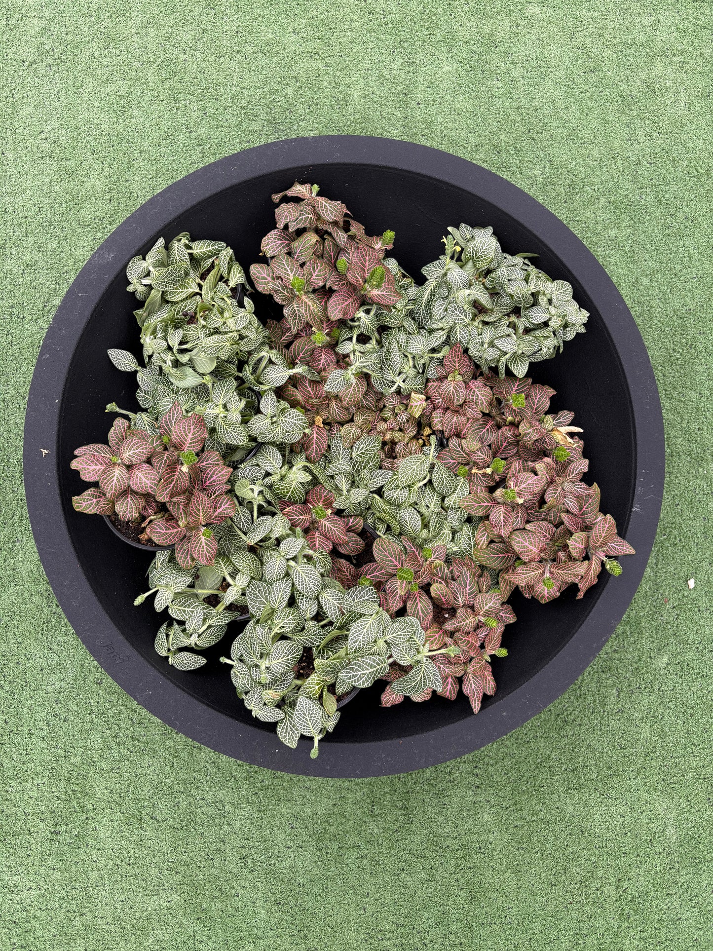 Collection of green and pink plants in a Linea Low Planter Bowl on a green background