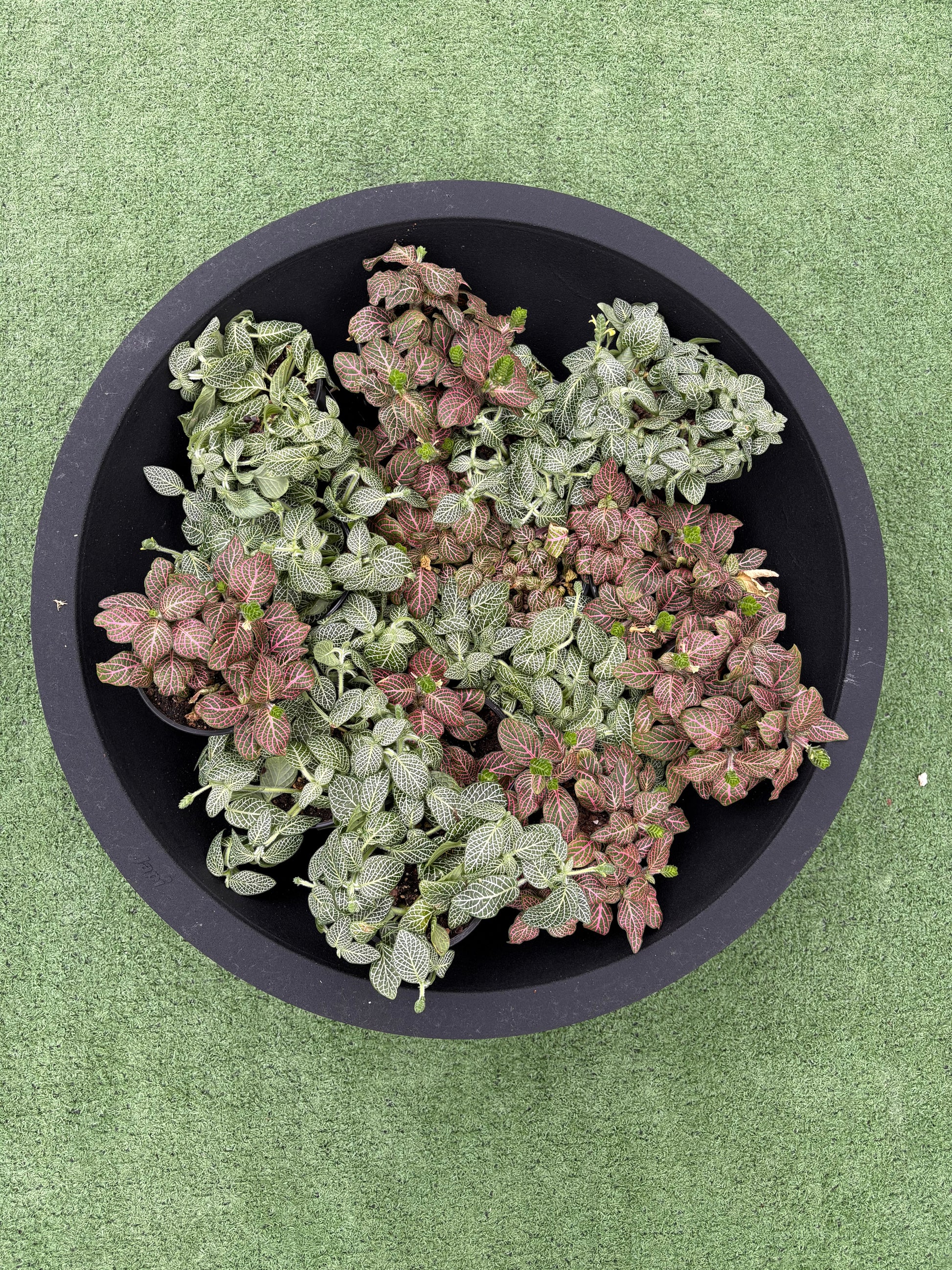 Collection of green and pink plants in a Linea Low Planter Bowl on a green background