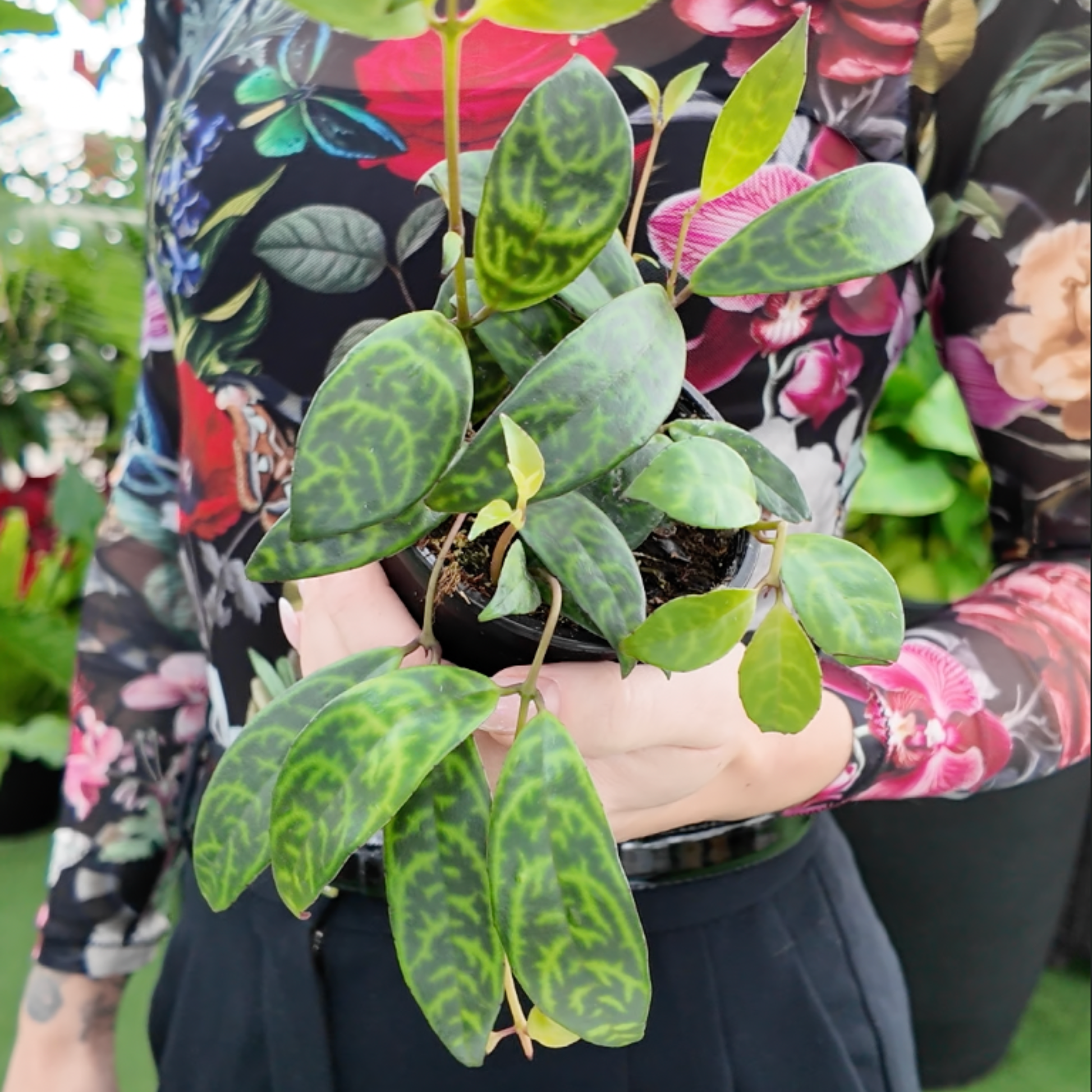 Person holding a potted lipstick black pagoda plant with green patterned leaves, wearing a floral-patterned sleeve.