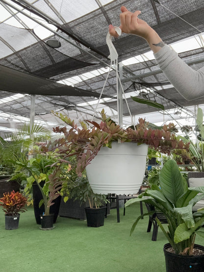 Person holding a Lipstick Plant ‘Myra’ plant with plants and a building in the background