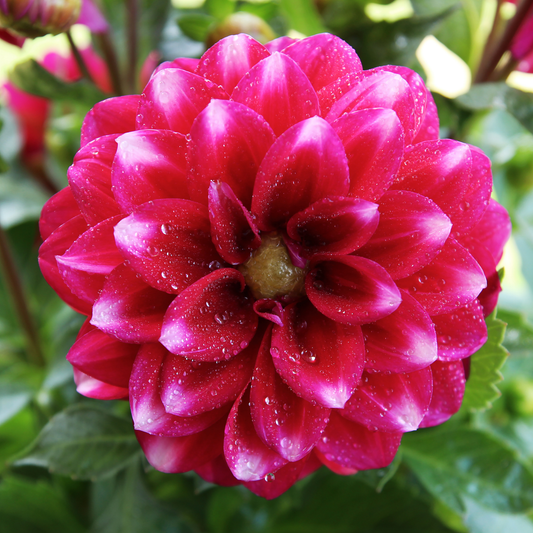 a close up of a bright pink Lisa dark pink dahlia flower with a yellow centre in an outdoor garden setting