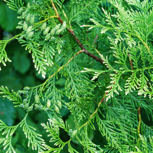 a close up of the bright green leaves of a little giant cedar tree with a blurred green background