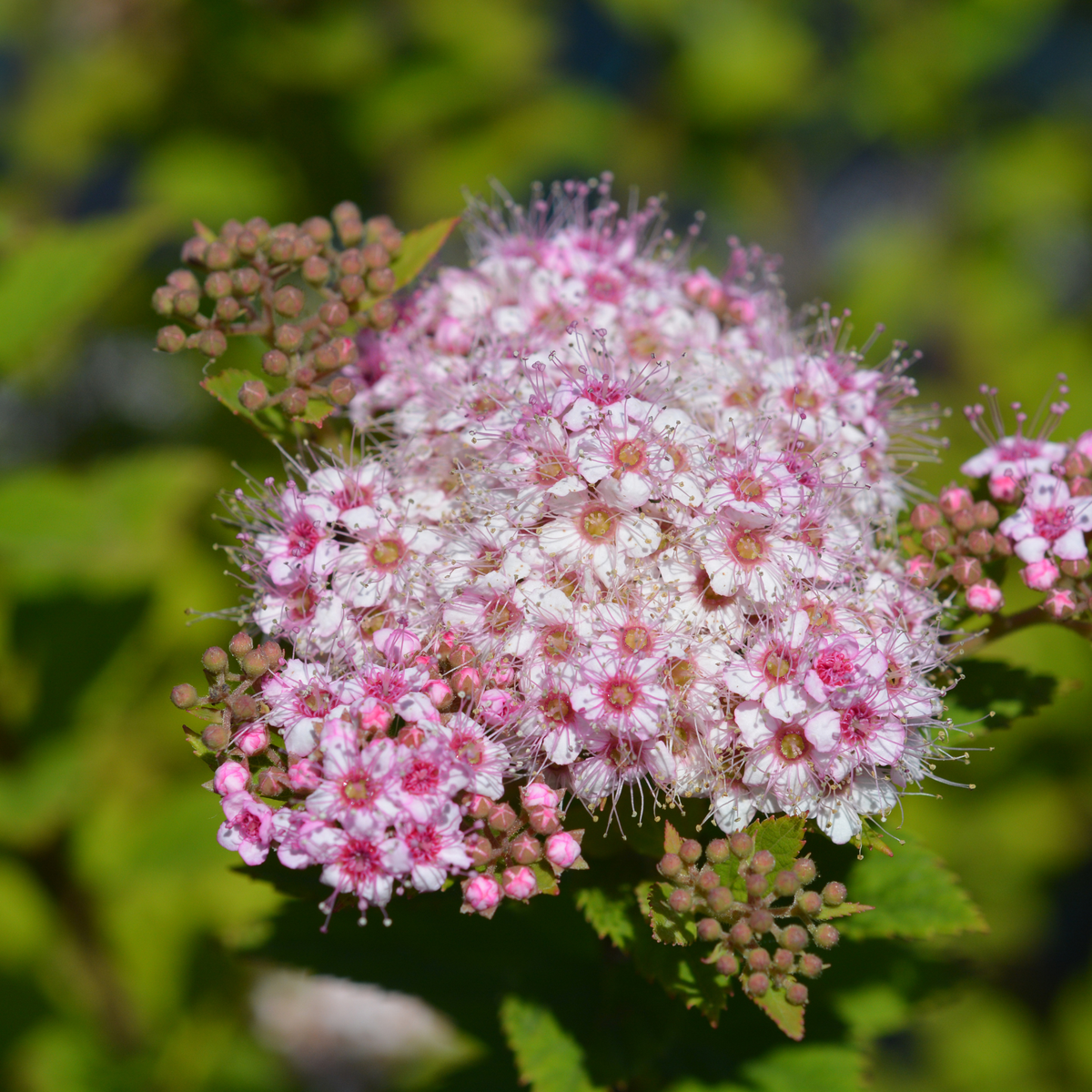 a close up of a large amount of tiny pale pink little princess spirea flowers growing on one stem with yellow centres  with a soft blurred light green background