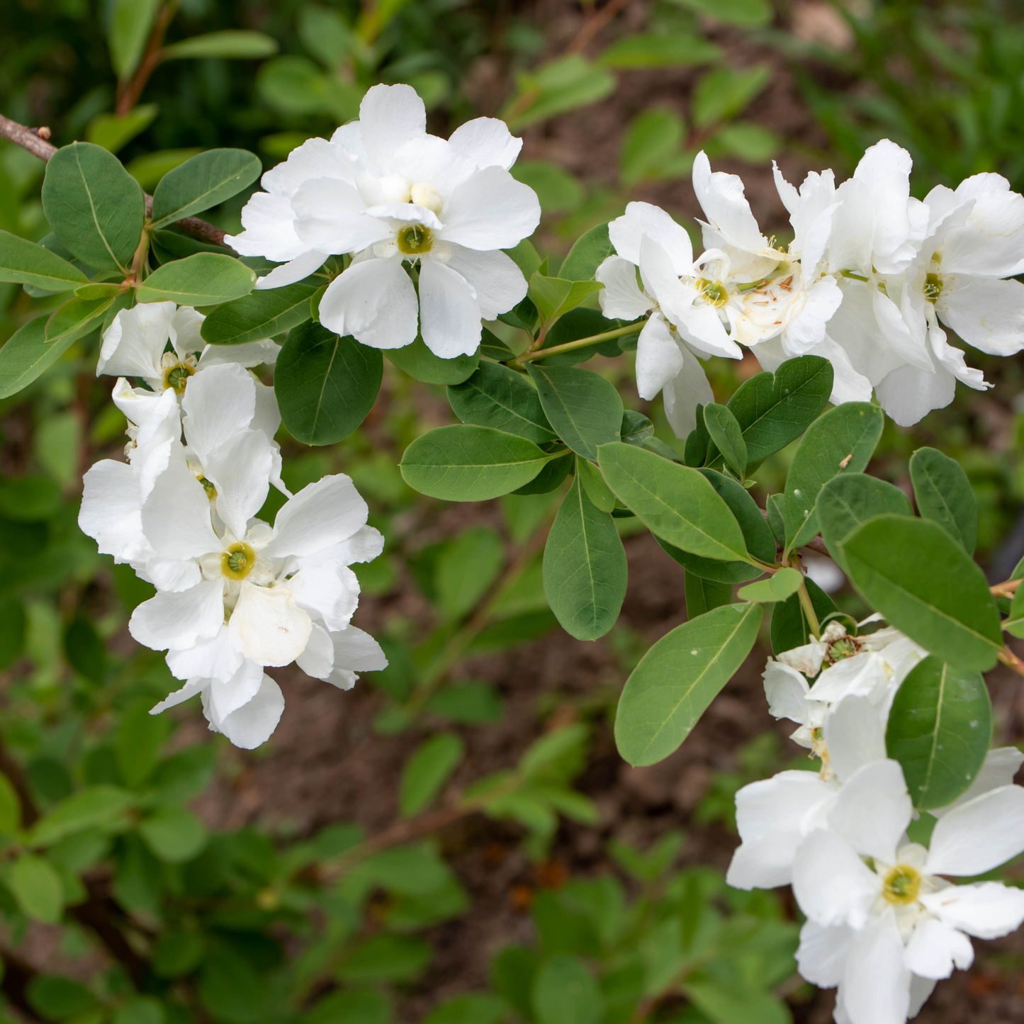 many bright white lotus moon pearl bush flowers with yellow centres growing on a green leafy vine with a soft blurred leafy background in an outdoor setting